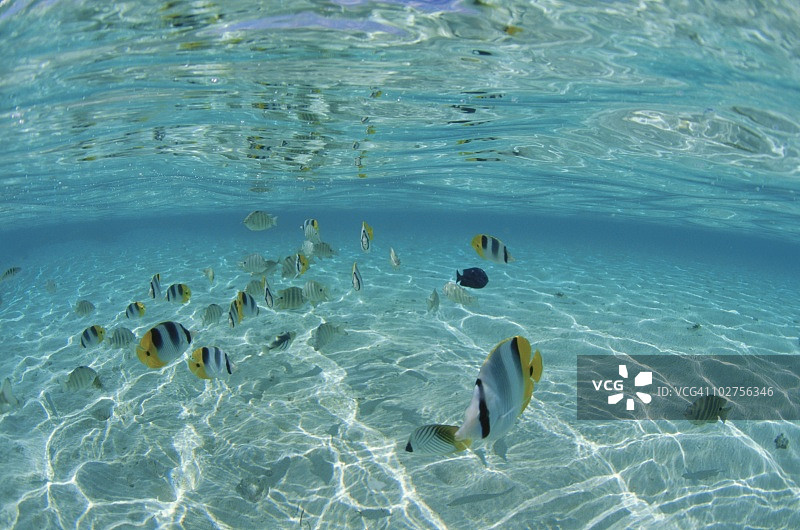 太平洋双鞍蝴蝶鱼，塔希提岛图片素材