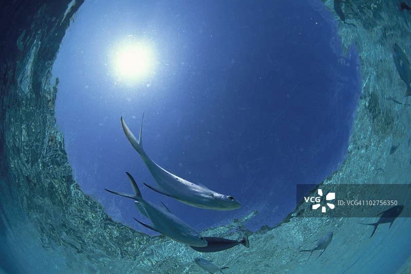 鲹鱼，鱼眼镜头，马尔代夫图片素材