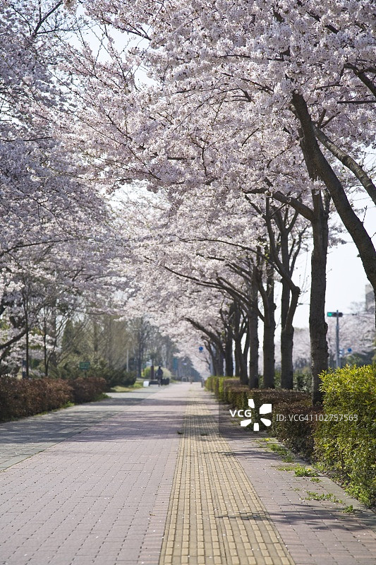 日本东京多摩市的樱花树小路图片素材