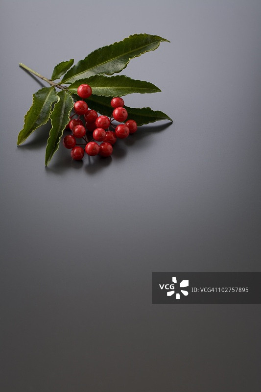 冬青和浆果图片素材