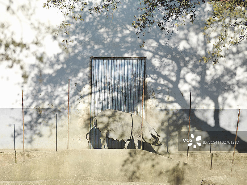 谷仓门前的伊比利亚猪图片素材