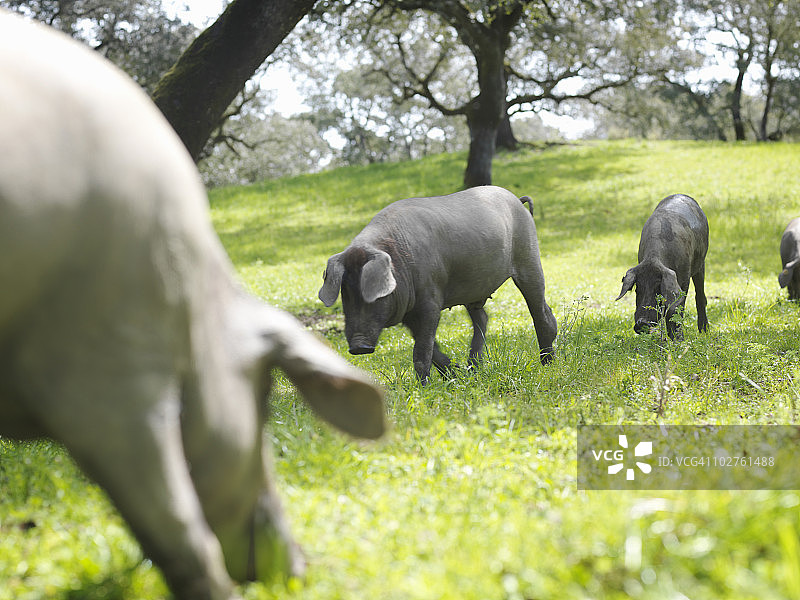 农场里的伊比利亚猪图片素材