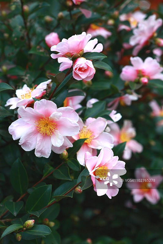 粉色山茶花。日本东京图片素材