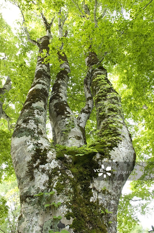 日本长野县木岛平的山毛榉树图片素材