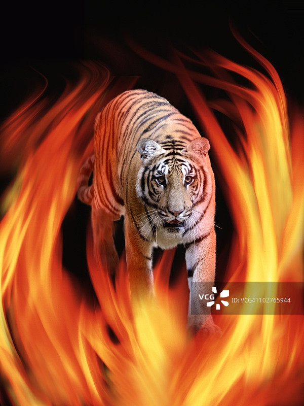 燃烧的火焰和孟加拉虎图片素材