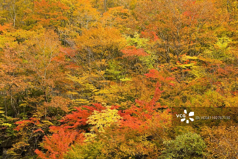秋季森林：日本岩手县八幡平图片素材