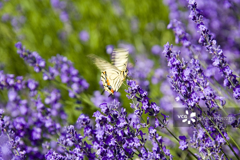 亚洲凤尾蝶落在薰衣草上图片素材