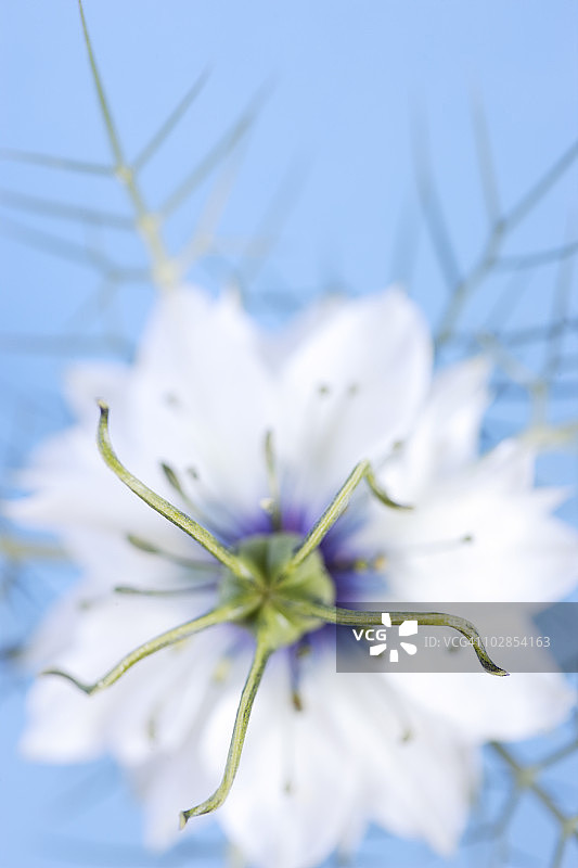 花的特写图片素材