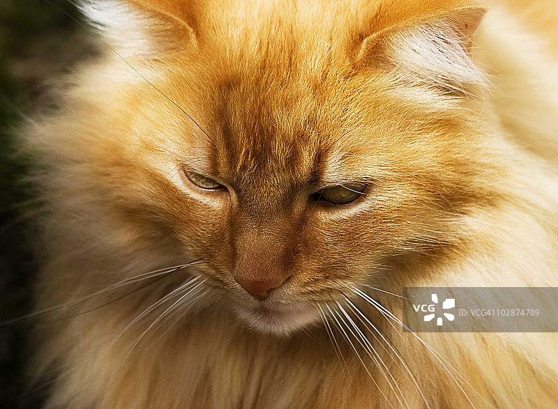 金橙色挪威森林猫的特写图片素材