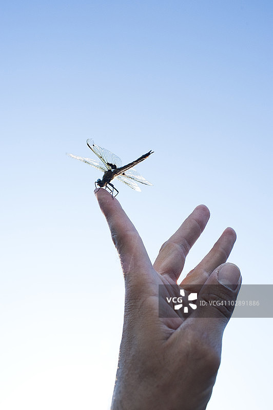 蜻蜓落在手指上图片素材
