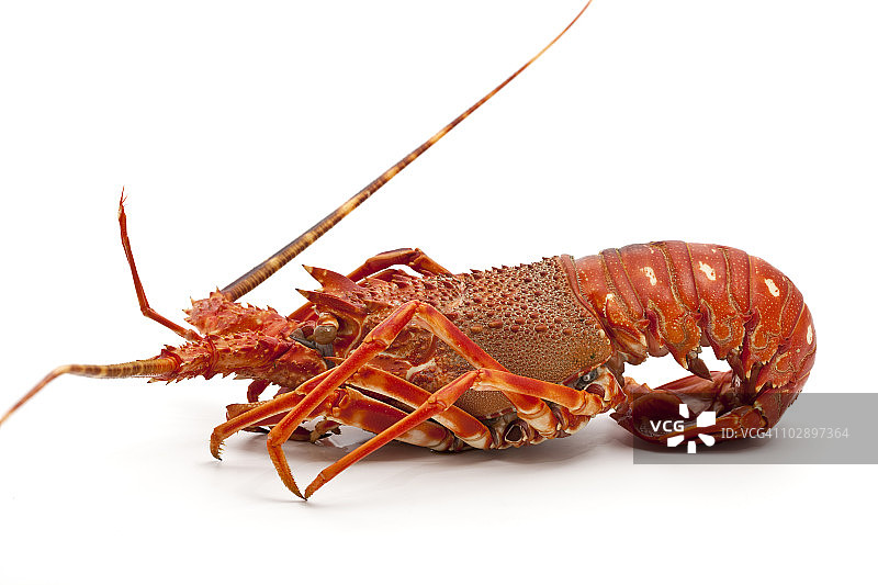 多刺龙虾图片素材