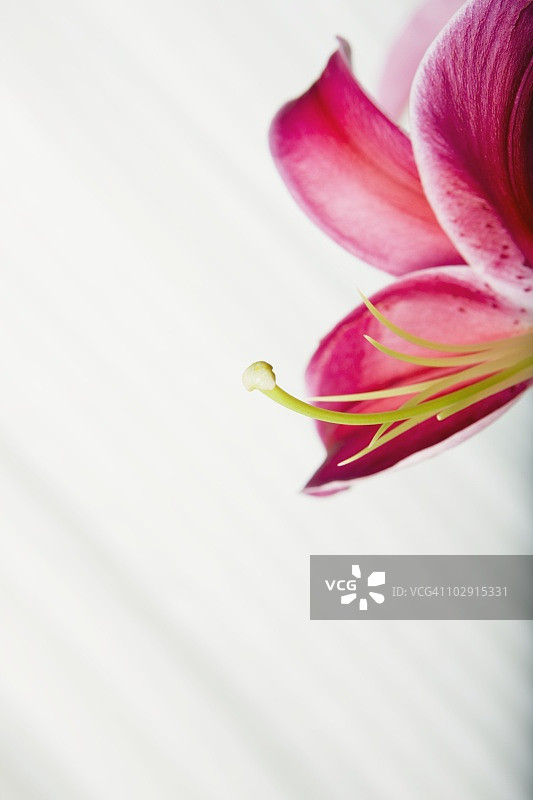 香水百合图片素材