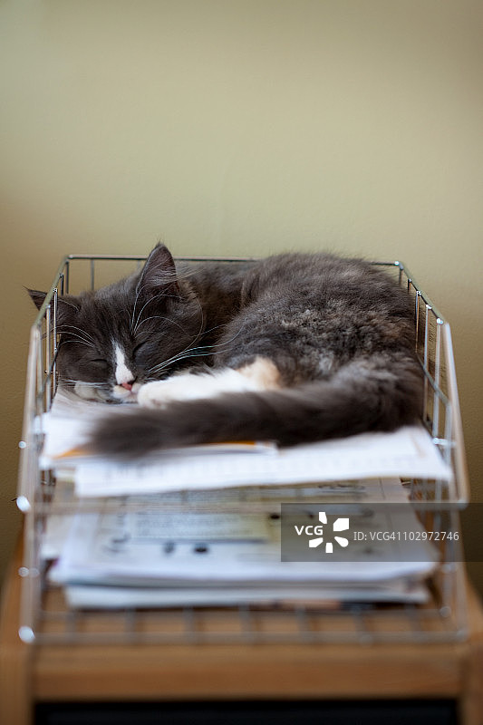 在办公室盒子里的小猫图片素材