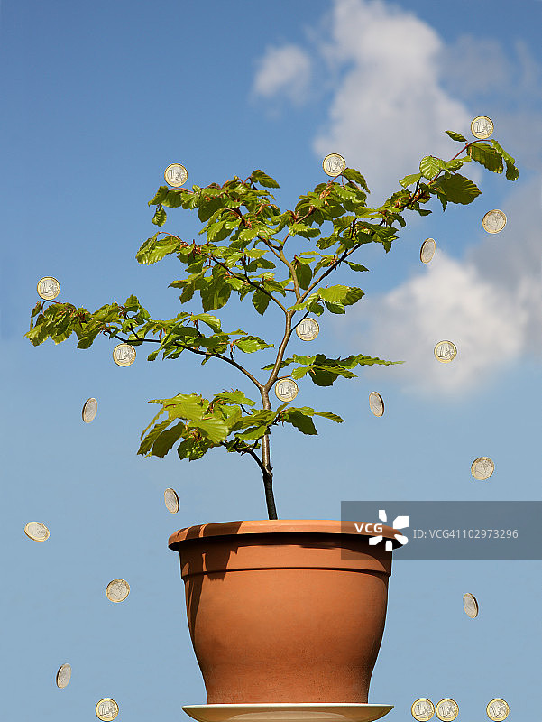 蓝天下的欧元树图片素材