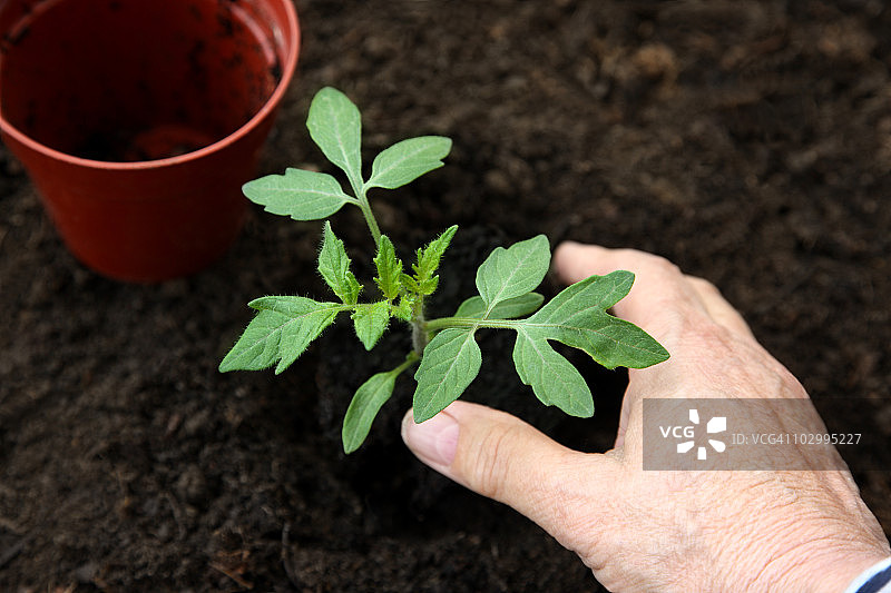 在花园里种植年轻健康的番茄植株。图片素材