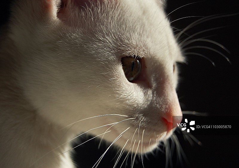 眼神凶狠的白色小猫图片素材