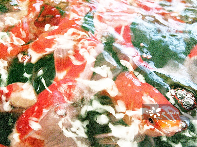 水面上的鱼图片素材