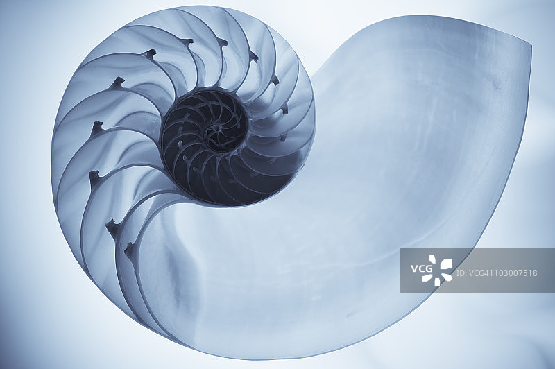 鹦鹉螺贝壳切面图片素材