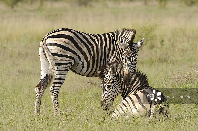 平原斑马（Equus quagga）在博茨瓦纳奥卡万戈三角洲休息图片素材