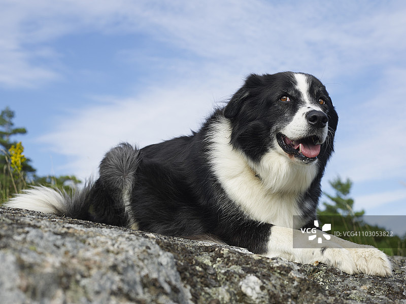 牧羊犬肖像图片素材
