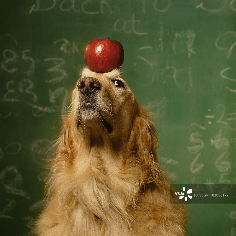 头顶苹果的金毛犬与黑板图片素材