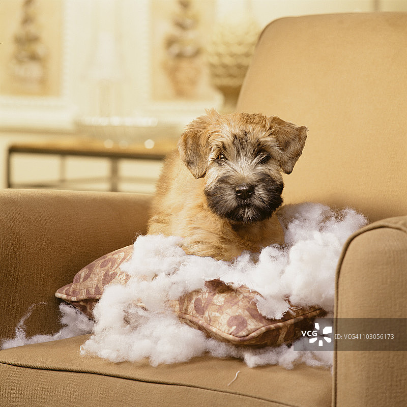 惠顿梗犬幼犬坐在撕破的枕头里图片素材