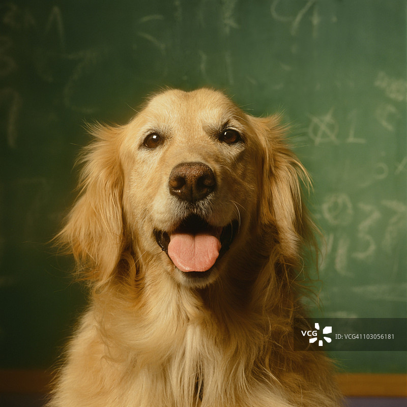 黑板前的金毛寻回犬图片素材