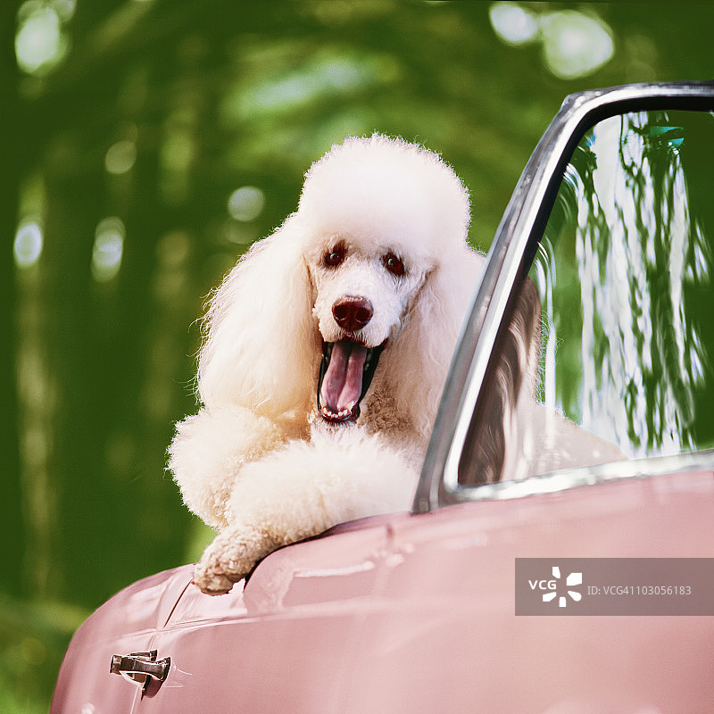 粉色敞篷车里的白色贵宾犬图片素材