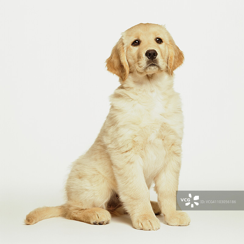 坐在白色背景上的金毛幼犬图片素材