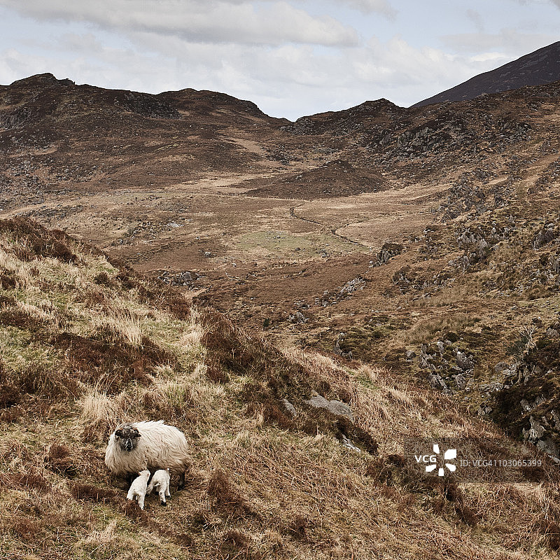 爱尔兰山景中的绵羊图片素材