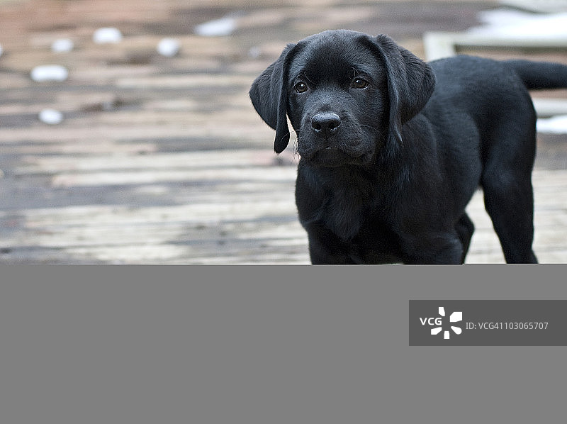 阳光下的实验犬，9周图片素材