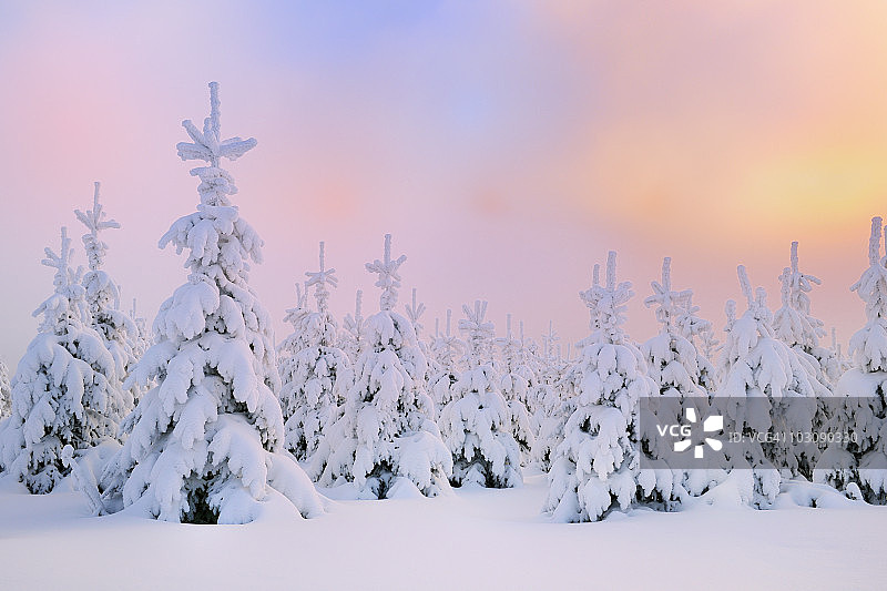 清晨的阳光下，白雪皑皑的冷杉树图片素材