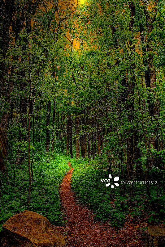 魔法森林图片素材