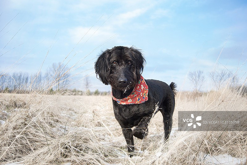 指示猎犬图片素材