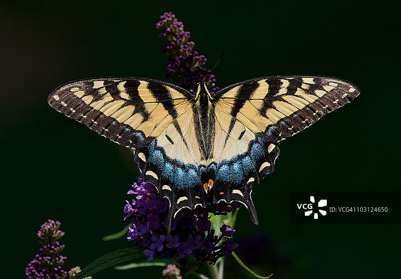 东部虎凤蝶全身照图片素材