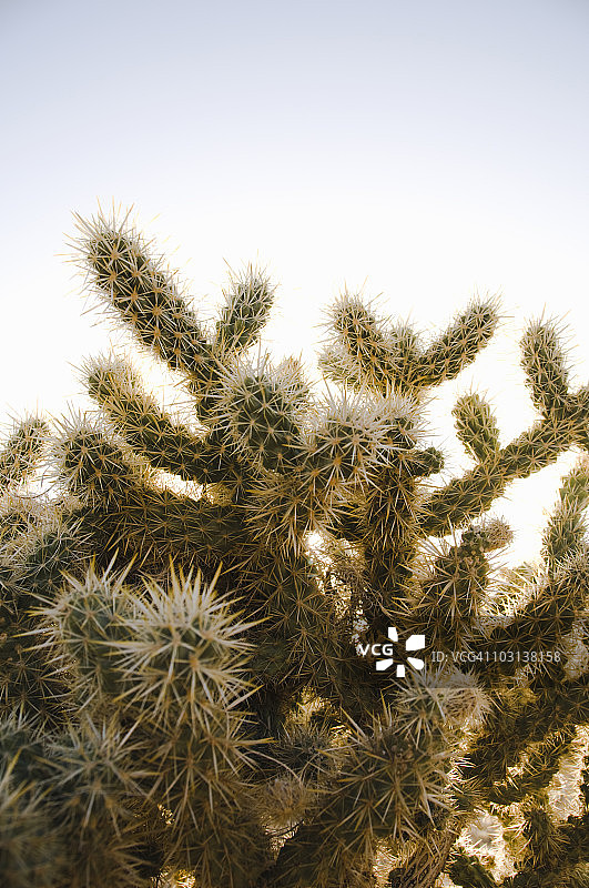 沙漠中仙人掌的针刺特写图片素材