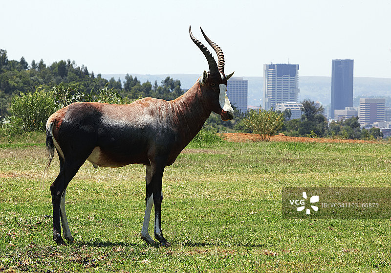 白肩牛羚图片素材