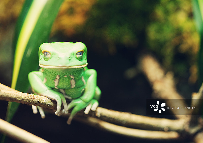 蜡猴蛙图片素材