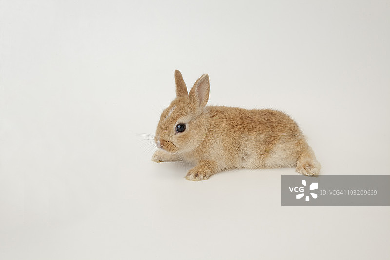 兔子，荷兰侏儒兔图片素材