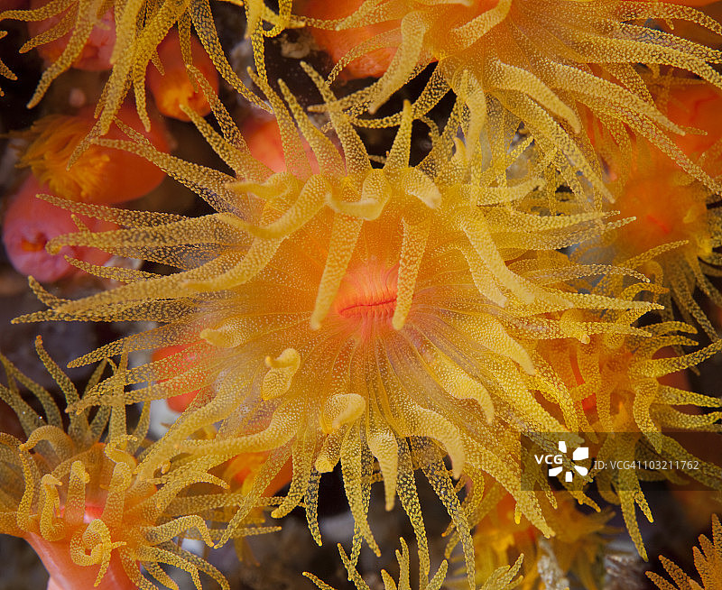 橙色海葵群图片素材