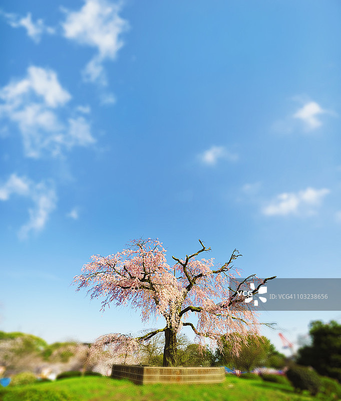 日本K公园的樱花图片素材