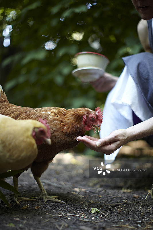 鸡从人手中吃食图片素材