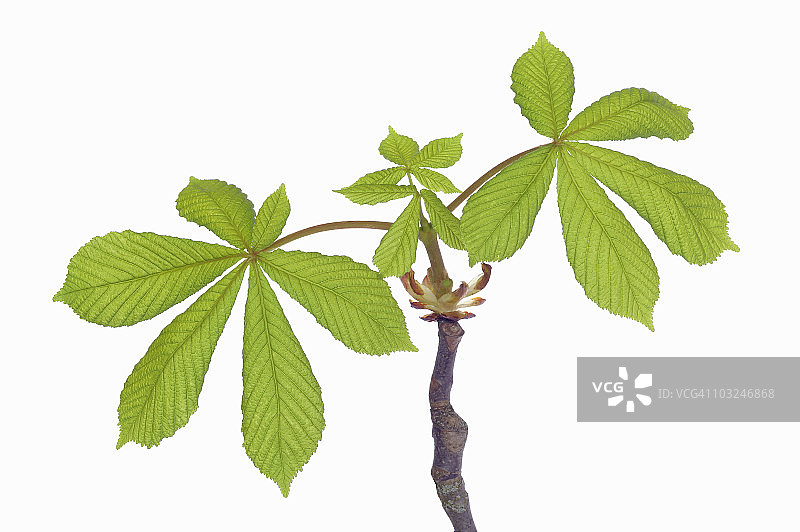 七叶树图片素材