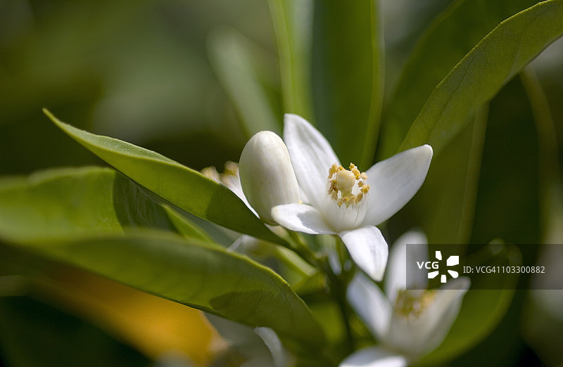特写镜头下的橙色花朵（意大利卡塔尼亚，西西里岛）图片素材