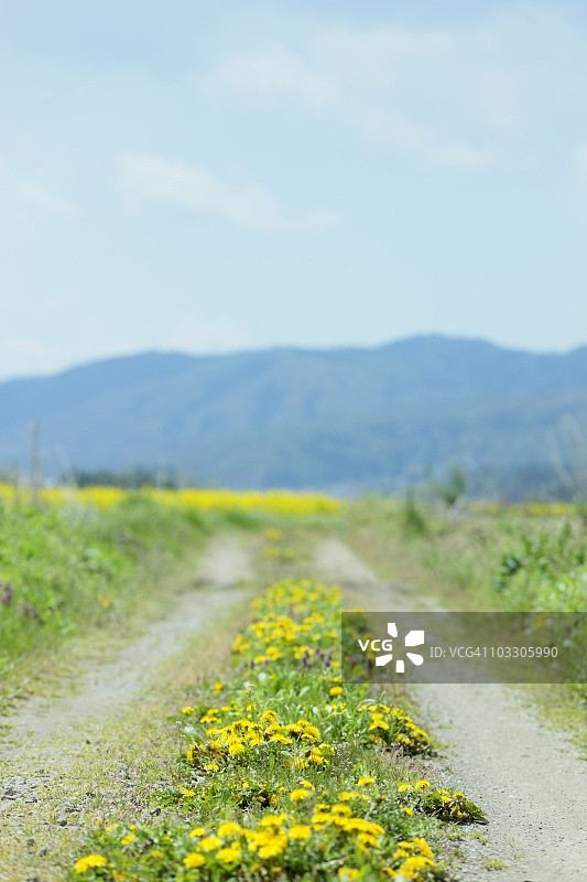 乡间土路上盛开的彩色蒲公英,日本长野县饭山市图片素材