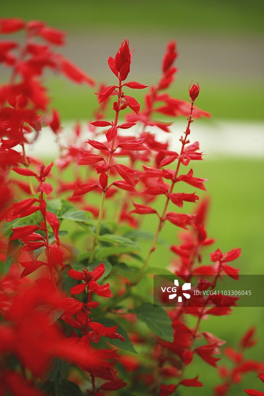 鼠尾草，日本埼玉县图片素材