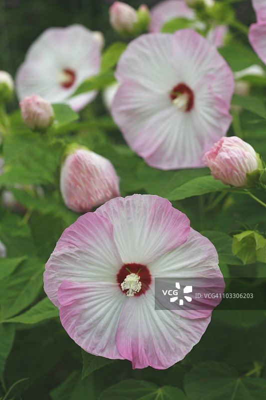 日本埼玉县的火红 Hibiscus图片素材