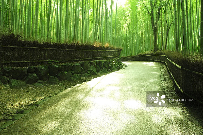 日本京都嵯峨野竹林小径图片素材
