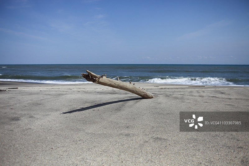 日本千叶县海滩上的浮木图片素材