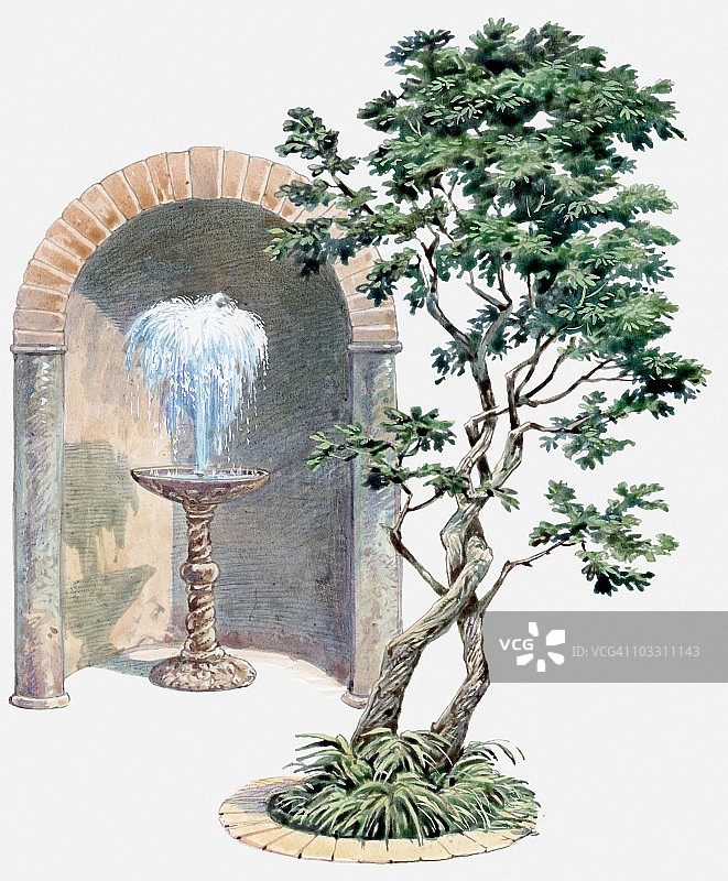 缠绕树枝和喷泉的树木插画图片素材